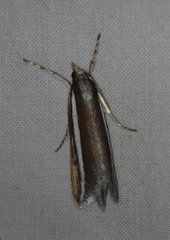 Carectocultus perstrialis