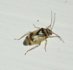 Orthops