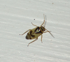 Orthops