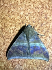 Ophisma