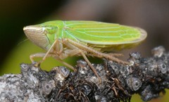 Draeculacephala angulifera