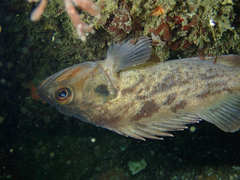 Sebastes auriculatus