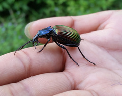 Brachygnathus angusticollis