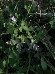 Geranium sibiricum