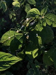 Impatiens parviflora