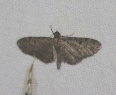 Eupithecia virgaureata