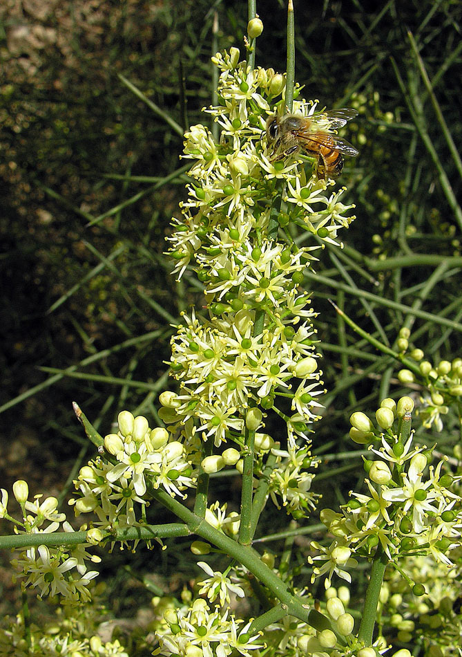 Koeberlinia