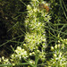 Koeberlinia spinosa - Photo (c) Dick Culbert,  זכויות יוצרים חלקיות (CC BY)