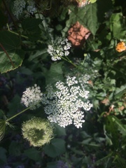 Daucus carota