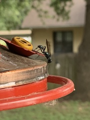 Chalybion zimmermanni