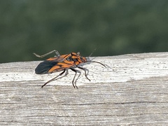 Spilostethus decoratus