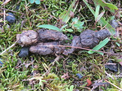 Vulpes vulpes fulvus