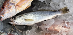 Cynoscion arenarius