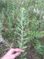 Solidago mollis