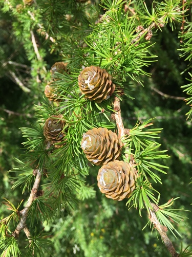 hybrid larch