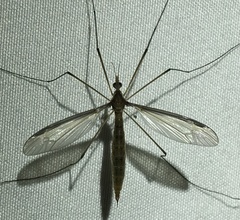 Tipula sayi