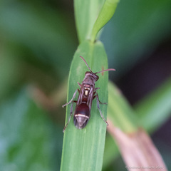 Ropalidia hongkongensis