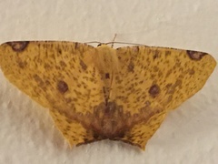 Nepheloleuca illiturata