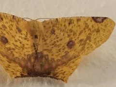 Nepheloleuca illiturata