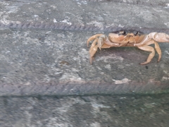 Gecarcinus quadratus
