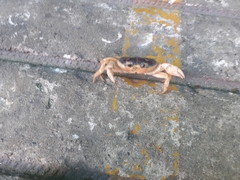 Gecarcinus quadratus