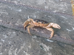 Gecarcinus quadratus