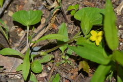 Viola eriocarpa