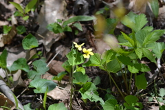 Viola eriocarpa