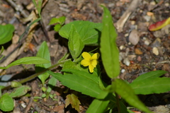 Viola eriocarpa