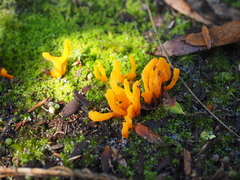 Clavulinopsis sulcata