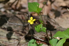 Viola eriocarpa