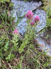 Castilleja parviflora
