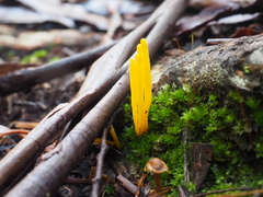 Clavulinopsis amoena