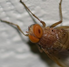 Ormia ochracea