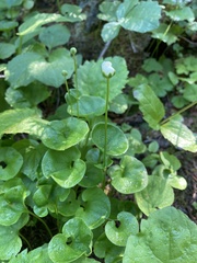 Parnassia fimbriata