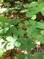 Rubus pedatus