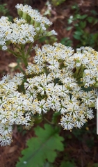 Psacalium amplifolium