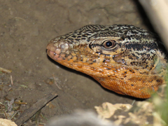 Callopistes maculatus