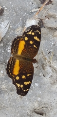 Anthanassa drusilla