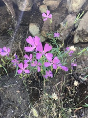Clarkia biloba brandegeeae