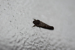 Acrolophus texanella