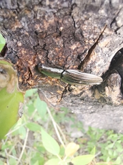 Chalcolepidius approximatus
