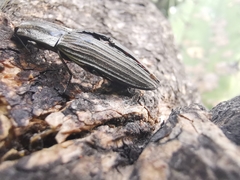 Chalcolepidius approximatus