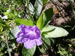 Ruellia