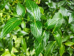 Strobilanthes hamiltoniana