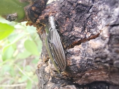 Chalcolepidius approximatus