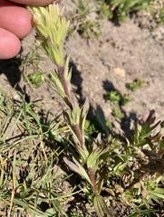 Castilleja parviflora