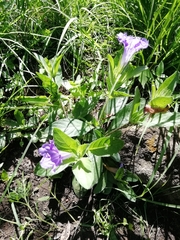 Ruellia