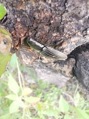 Chalcolepidius approximatus