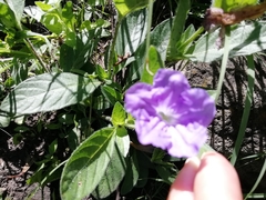 Ruellia